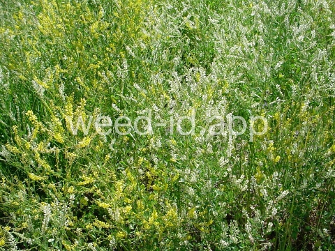 sweetclover, yellow